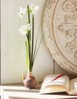 Raz Paperwhite Bulb, Set Of 2