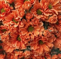 TheHolidayBarn.com Orange Mum Bunch New!