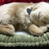 TheHolidayBarn.com New! Breathing Golden Retriever Puppy 2 TheHolidayBarn.com New! Breathing Golden Retriever Puppy