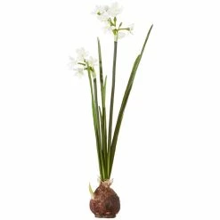 Raz Paperwhite Bulb, Set Of 2